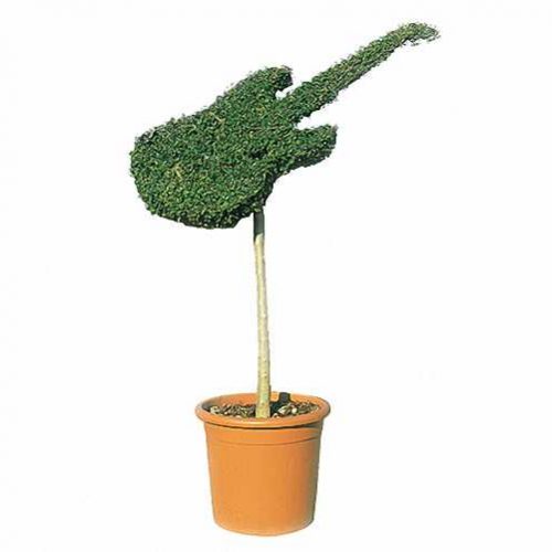 Topiary Guitar (Ligustrum Jonandrum)