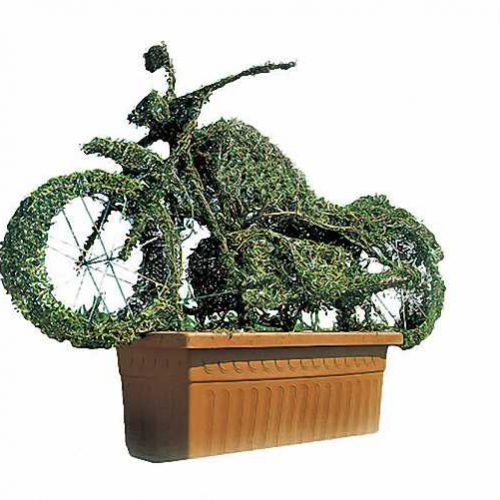Topiary Harley Davidson (Ligustrum Jonandrum)