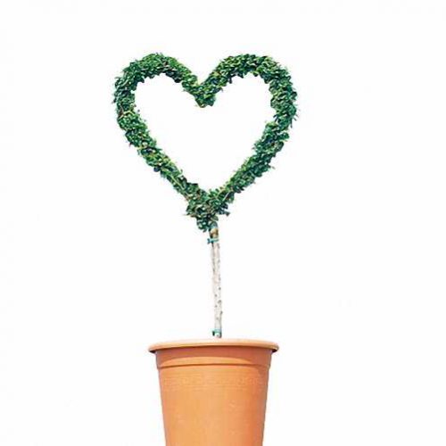 Topiary Heart (Ligustrum Jonandrum)