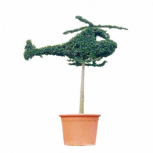 Topiary Helicopter (Ligustrum Jonandrum)