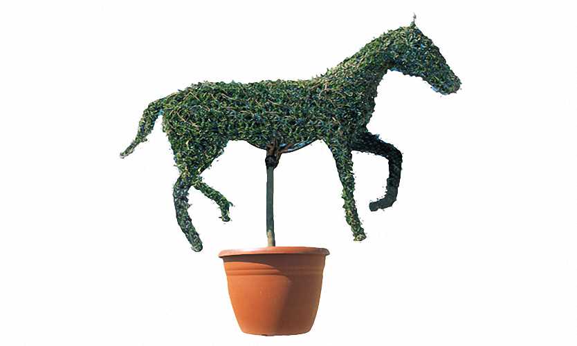 Topiary Horse (Ligustrum Jonandrum)