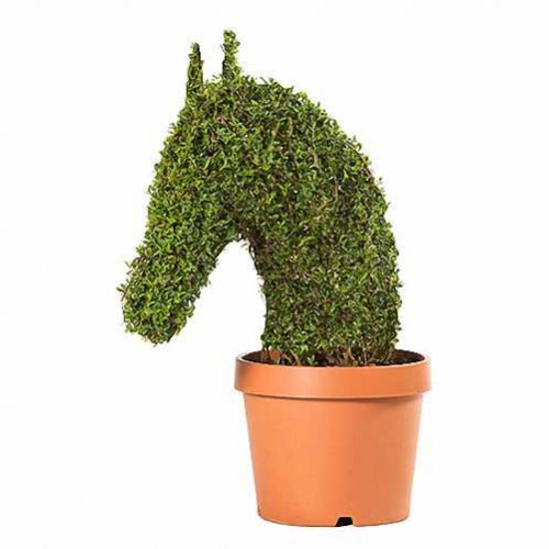 Horse Head (Ligustrum Jonandrum)