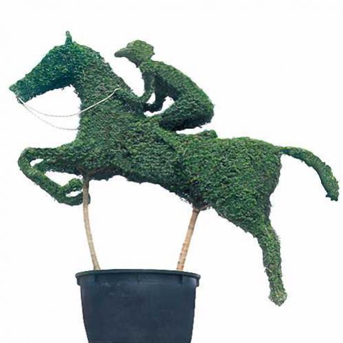 Horse With Jockey (Ligustrum Jonandrum)