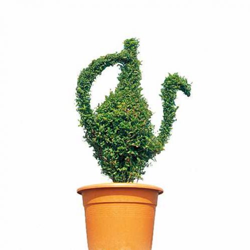 Topiary Jug (Ligustrum Jonandrum)