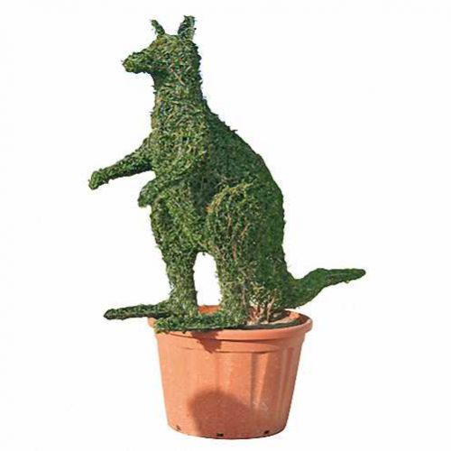 Topiary Kangaroo (Ligustrum Jonandrum)