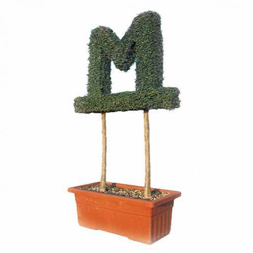 Letters 3Dimensional (Ligustrum Jonandrum)