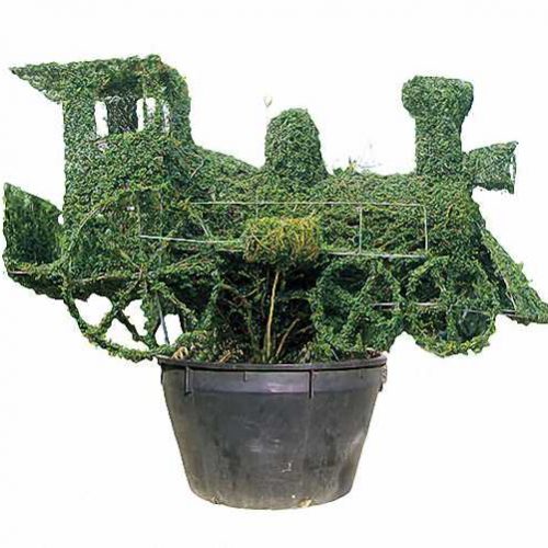 Topiary Steam Train (Ligustrum Jonandrum)