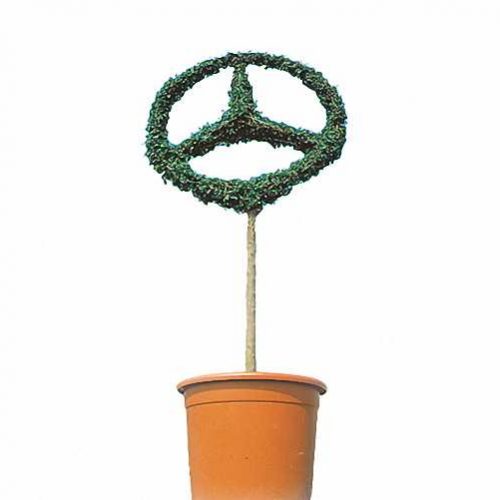 Mercedes Star Single (Ligustrum Jonandrum)