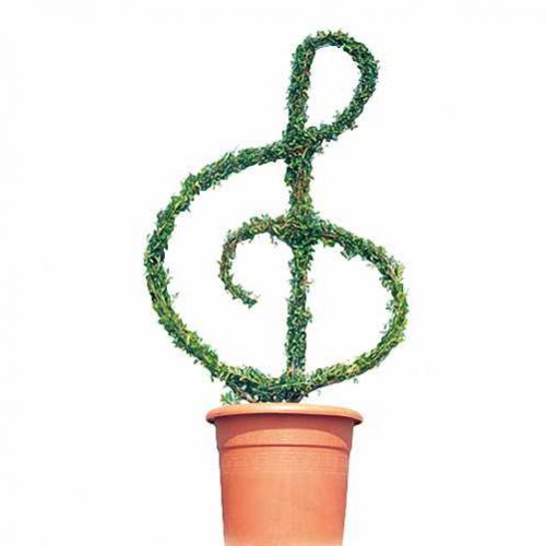 Topiary Treble Clef (Ligustrum Jonandrum)