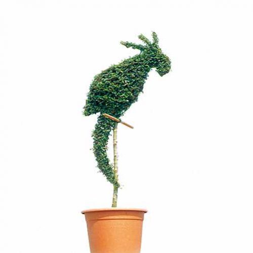 Topiary Parrot (Ligustrum Jonandrum)