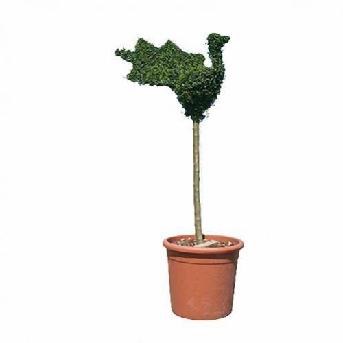 Topiary Peacock (Ligustrum Jonandrum)