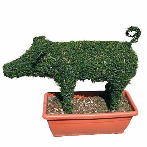 Pig (Ligustrum Jonandrum)