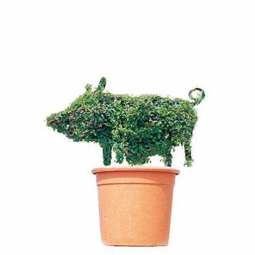 Topiary Piglet (Ligustrum Jonandrum)