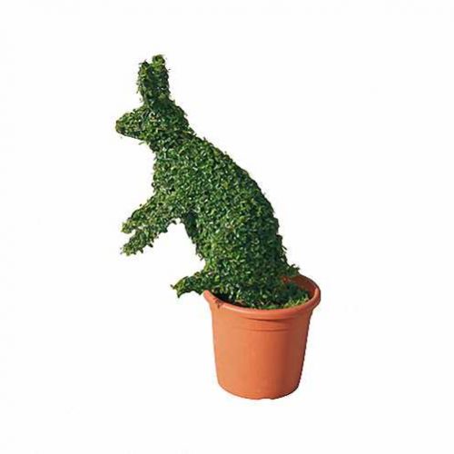 Topiary Rabbit (Ligustrum Jonandrum)