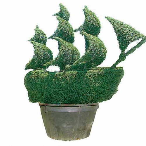 Topiary Tall Ship (Ligustrum Jonandrum)