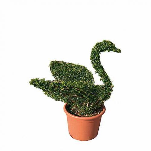 Topiary Swan (Ligustrum Jonandrum)