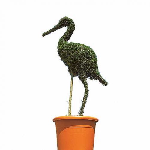 Topiary Stork (Ligustrum Jonandrum)