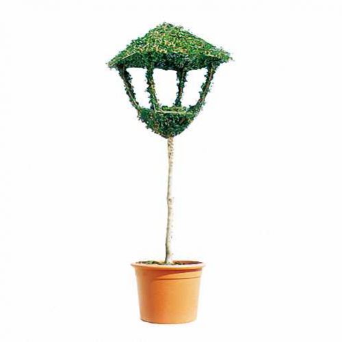 Topiary Lantern On Stem (Ligustrum Jonandrum)