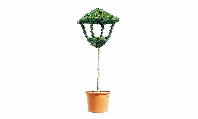 Topiary Lantern On Stem (Ligustrum Jonandrum)