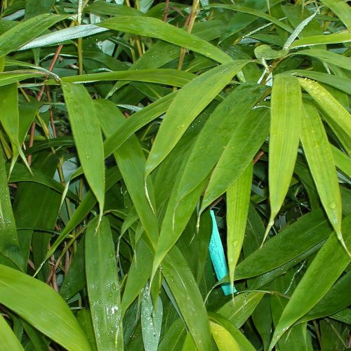 Bambusa Pseudosasa Japonica (Arrow Bamboo)