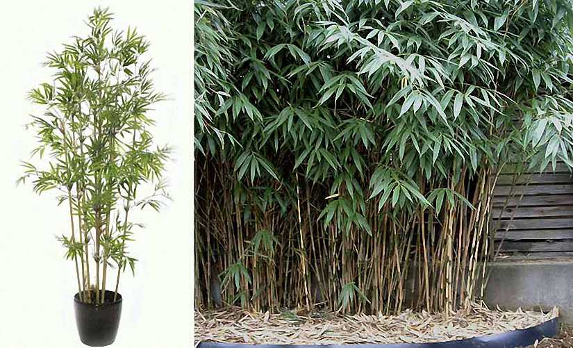 Bambusa Pseudosasa Japonica (Arrow Bamboo)