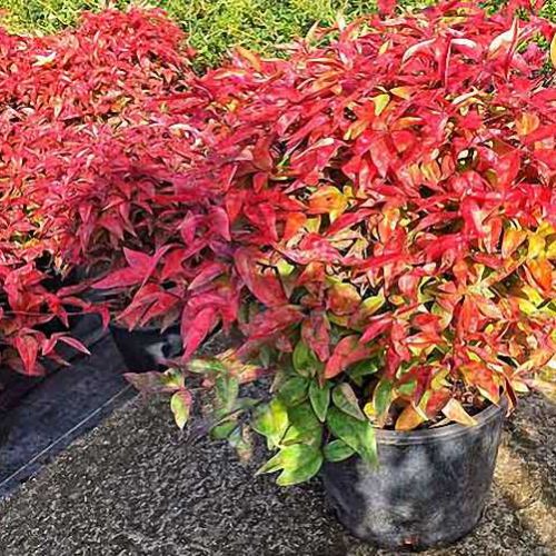 Nandina Domestica Fire Power (Heavenly Bamboo Fire Power) - Shrub