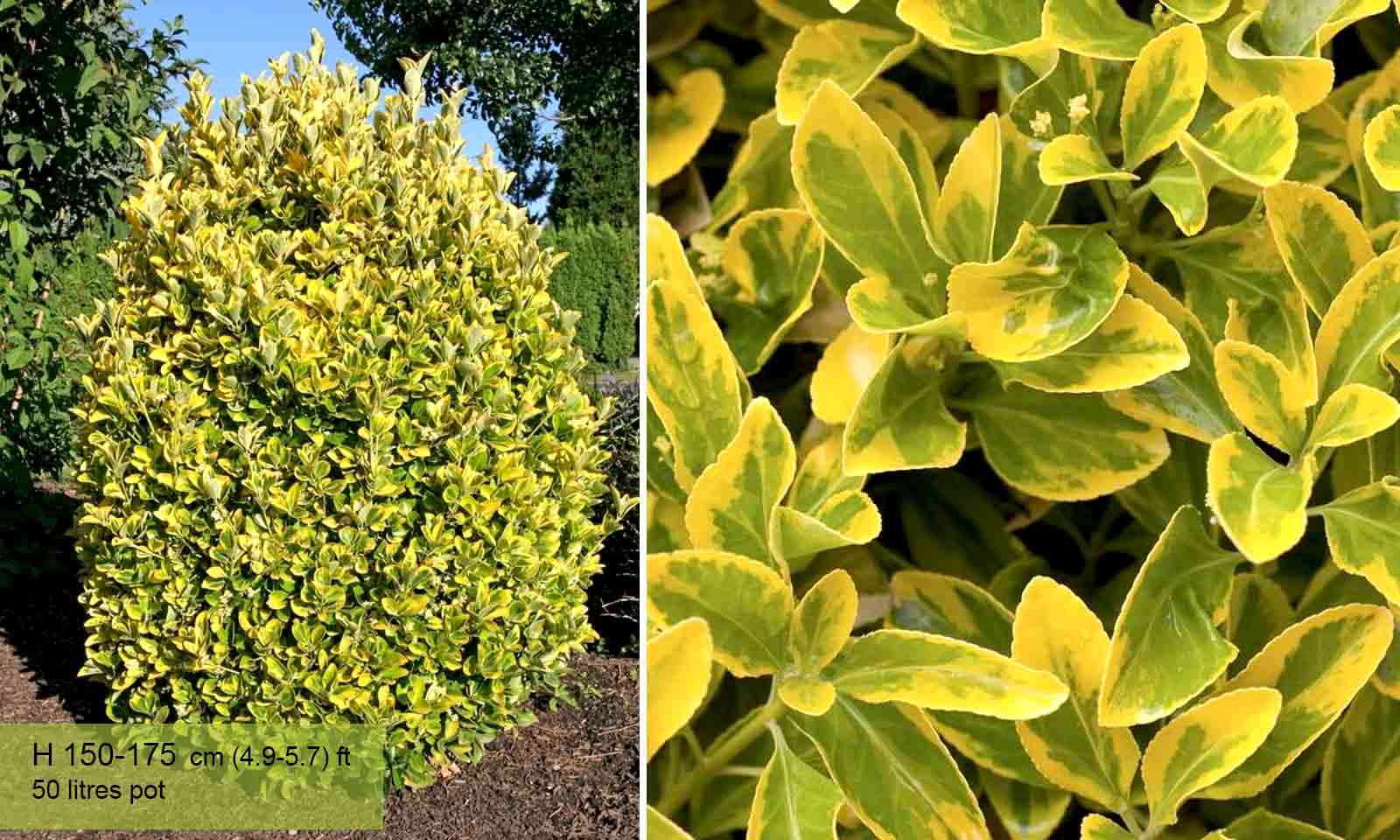 Euonymus Japonicus Elegantissimus Aureus Japanese Spindle Elegantissimus Aureus Shrub Garden Plants Online