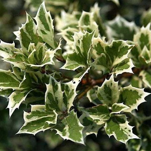 Osmanthus Heterophyllus Variegatus (Variegated Holly Olive) - Shrub