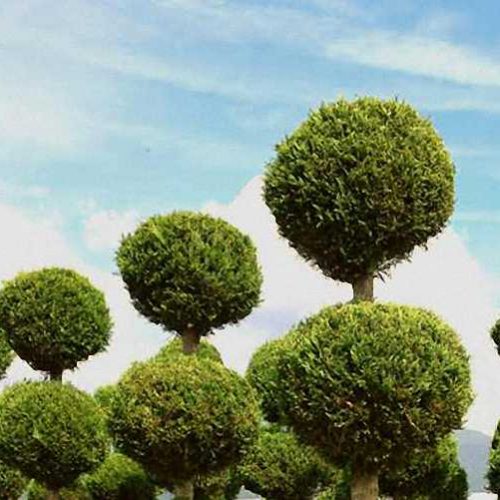 Cupressocyparis Leylandii Gold Rider (Leyland Cypress) - 3 Balls