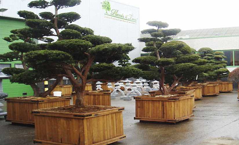 Taxus Baccata English Yew Japanese Style Garden Plants