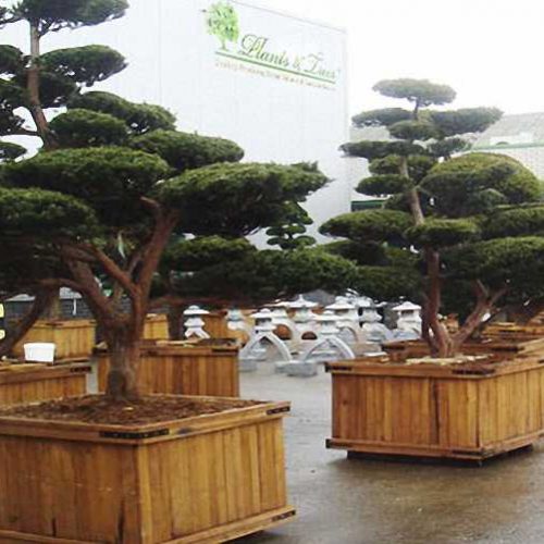 Taxus Baccata: Bonsai Style (English Yew)