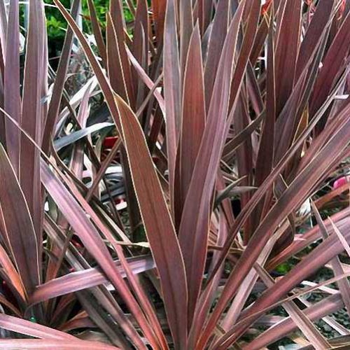 Cordyline Australis Atropurpurea (Purple Cabbage Tree)