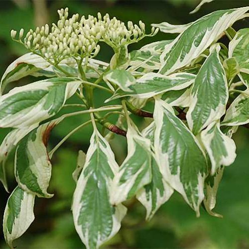 Cornus Controversa Variegata (Wedding Cake Tree)