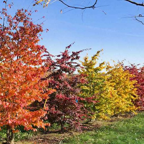 Parrotia Persica (Persian Ironwood Tree) - Shrub