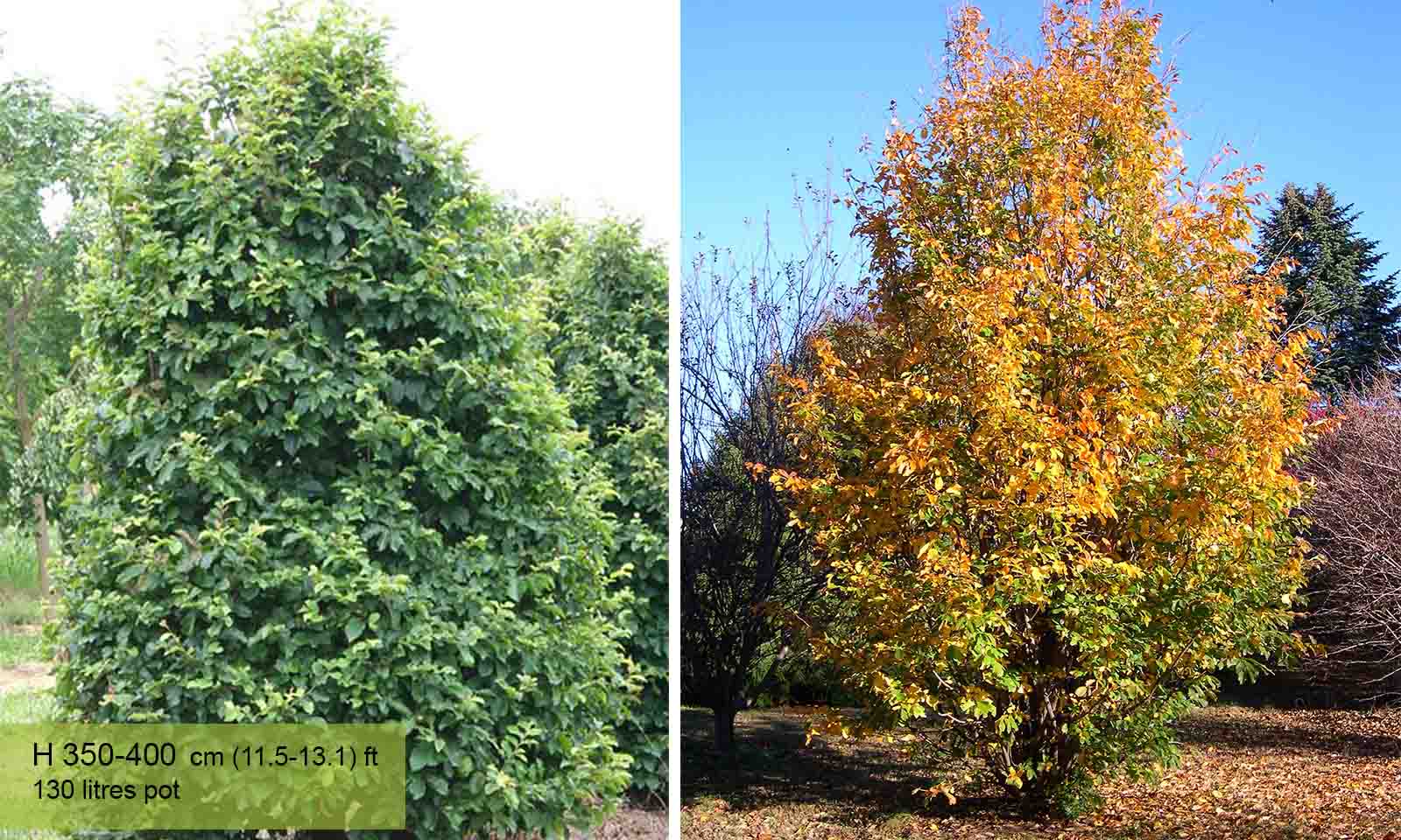 Parrotia Persica (Persian Ironwood Tree) - Shrub