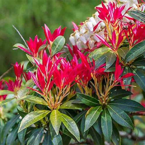 Pieris 'Forest Flame' (Pieris Japonica 'Forest Flame') - Shrub