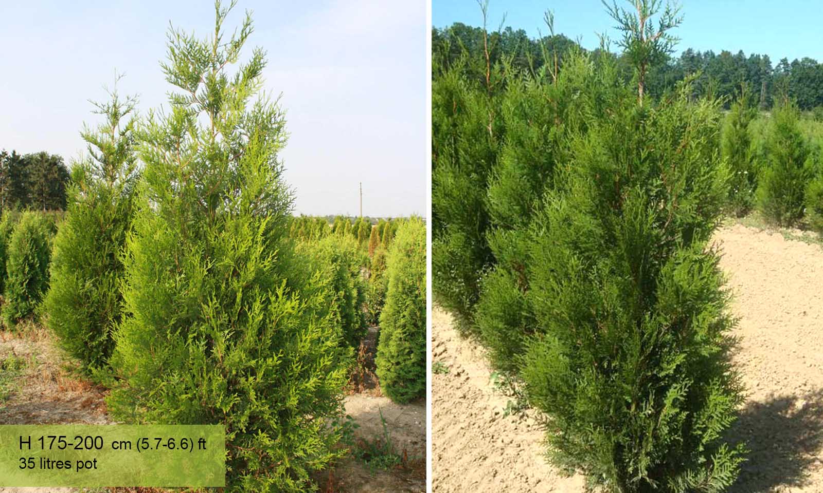 Thuja Plicata Atrovirens (Western Red Cedar)