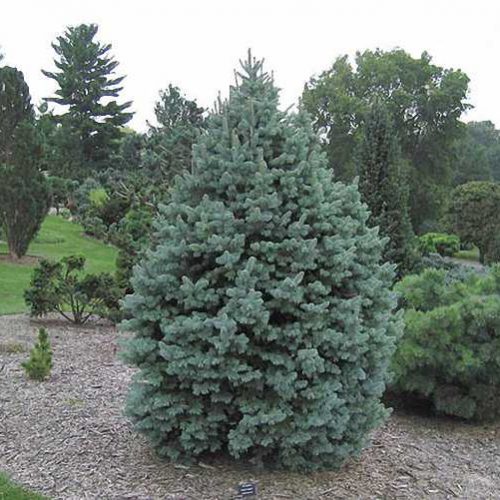 Abies Pinsapo Glauca (Blue Spanish Fir) - Shrub