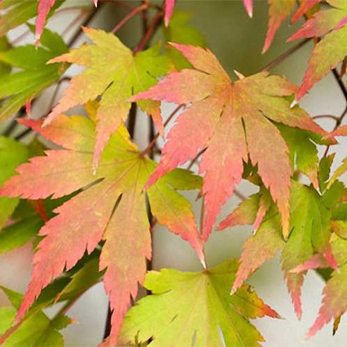 Acer Palmatum 'Sango Kaku' (Japanese Maple 'Sango Kaku' / Coral-Bark Maple) - Shrub