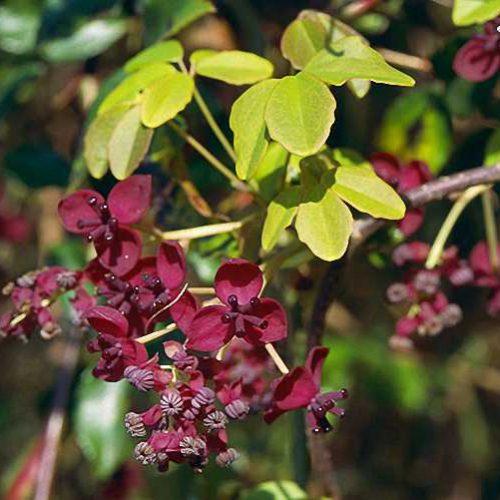 Akebia Quinata (Chocolate Vine / Five-leaf Akebia) - Climbing