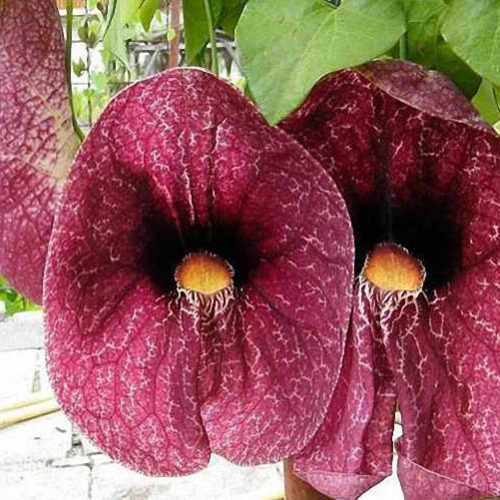 Aristolochia Grandiflora (Pelican Flower / Calico Flower) - Climbing