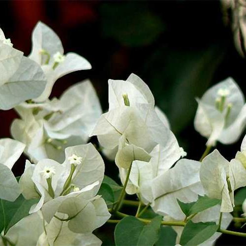 Bougainvillea x Buttiana 'Jamaica White' ('Audrey Grey' / 'Apple Blossom') - Climbing