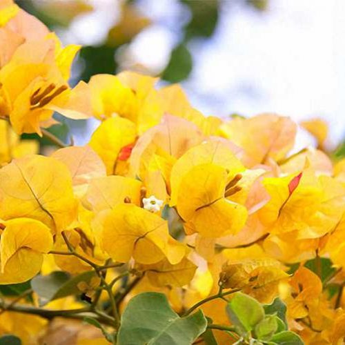 Bougainvillea x Buttiana 'California Gold' ('Golden Glow' / 'Hawaiian Gold') - Climbing