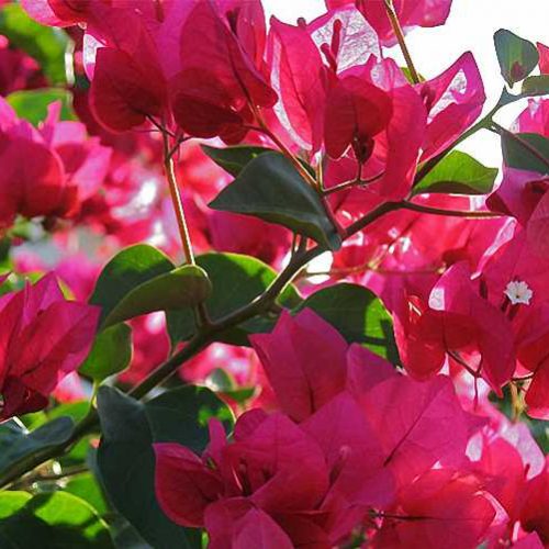 Bougainvillea Barbara Karst (Miss Manila) - Climbing