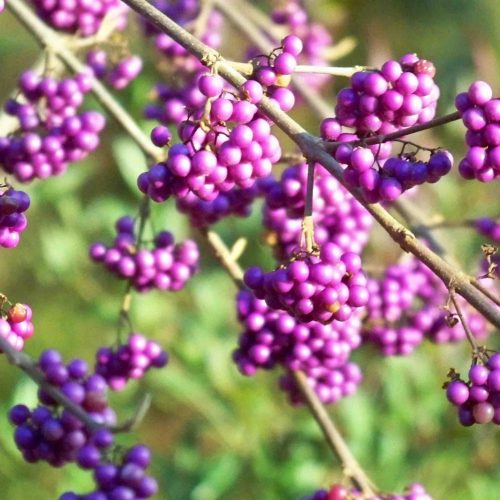 Callicarpa Bodinieri Profusion (Beautyberry)