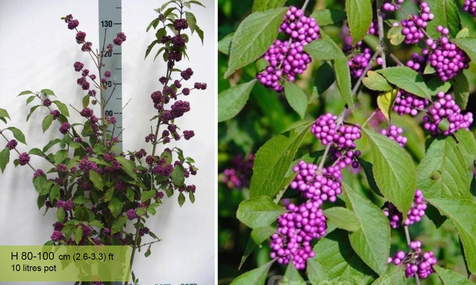 Callicarpa Bodinieri Profusion (Beautyberry)