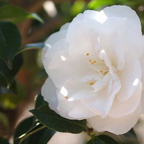 Camellia Japonica White (Hakurakuten) - Shrub