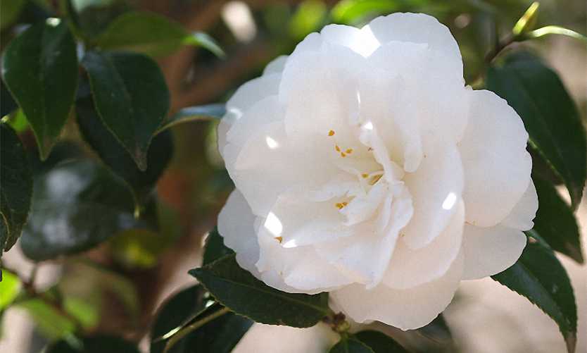 White By The Gate Camellia Sooner Plant Farm