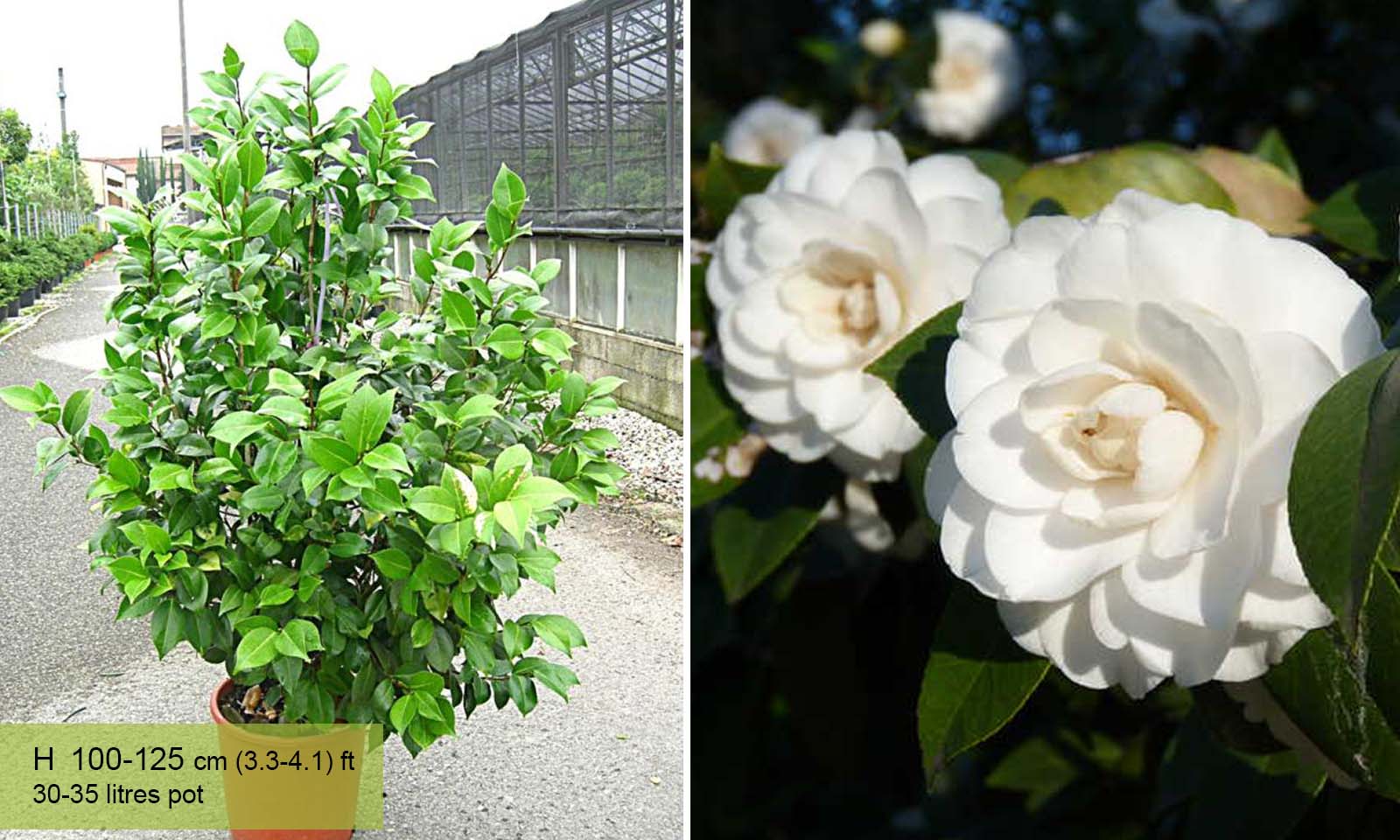Camellia Japonica White - Shrub