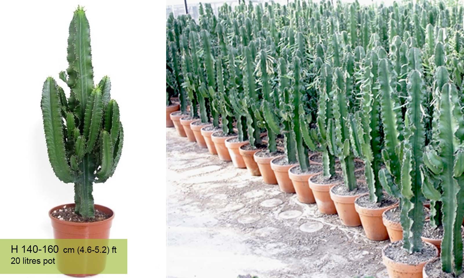 Euphorbia Abyssinica (Desert Candle)